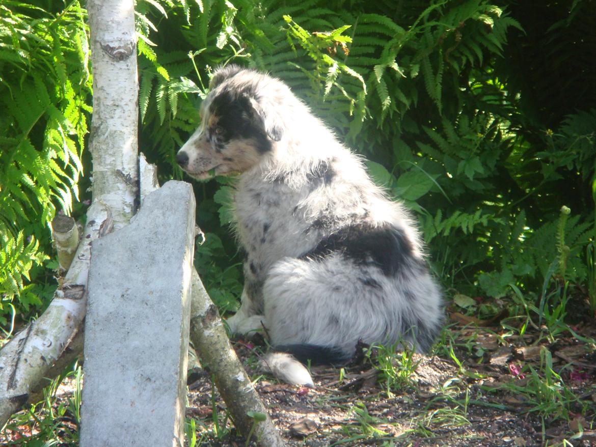 Australian shepherd Bruce billede 8
