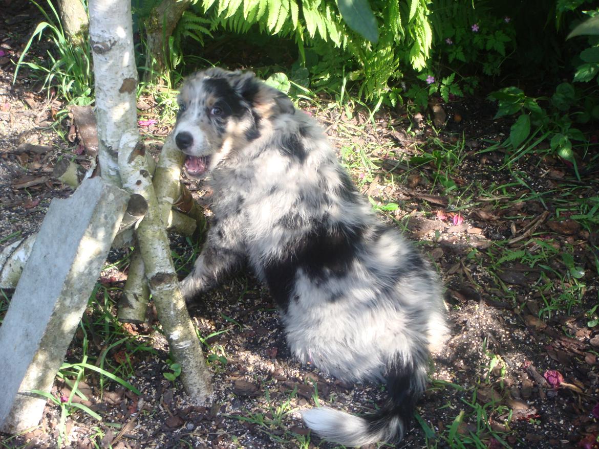 Australian shepherd Bruce billede 9