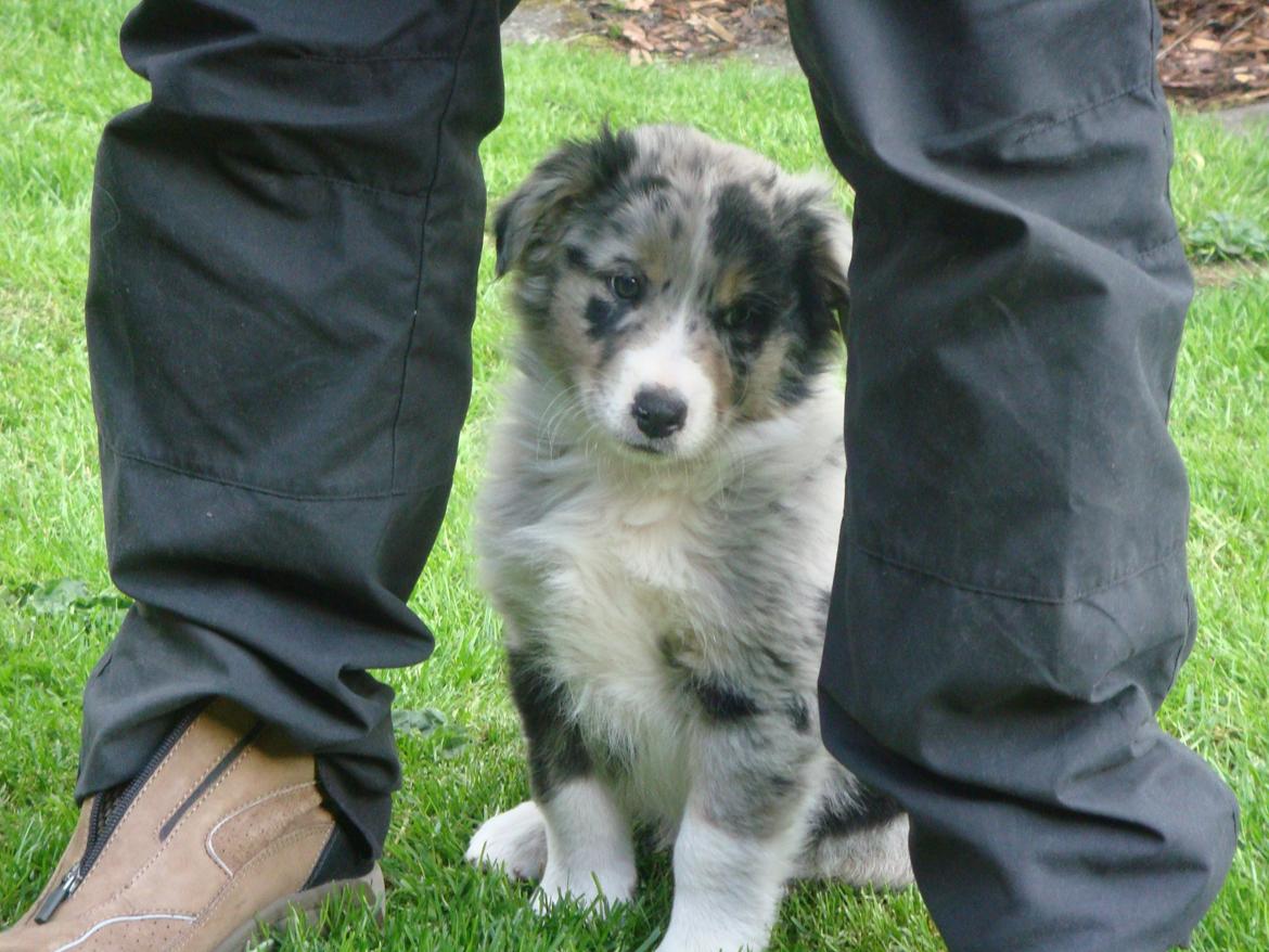 Australian shepherd Bruce billede 10