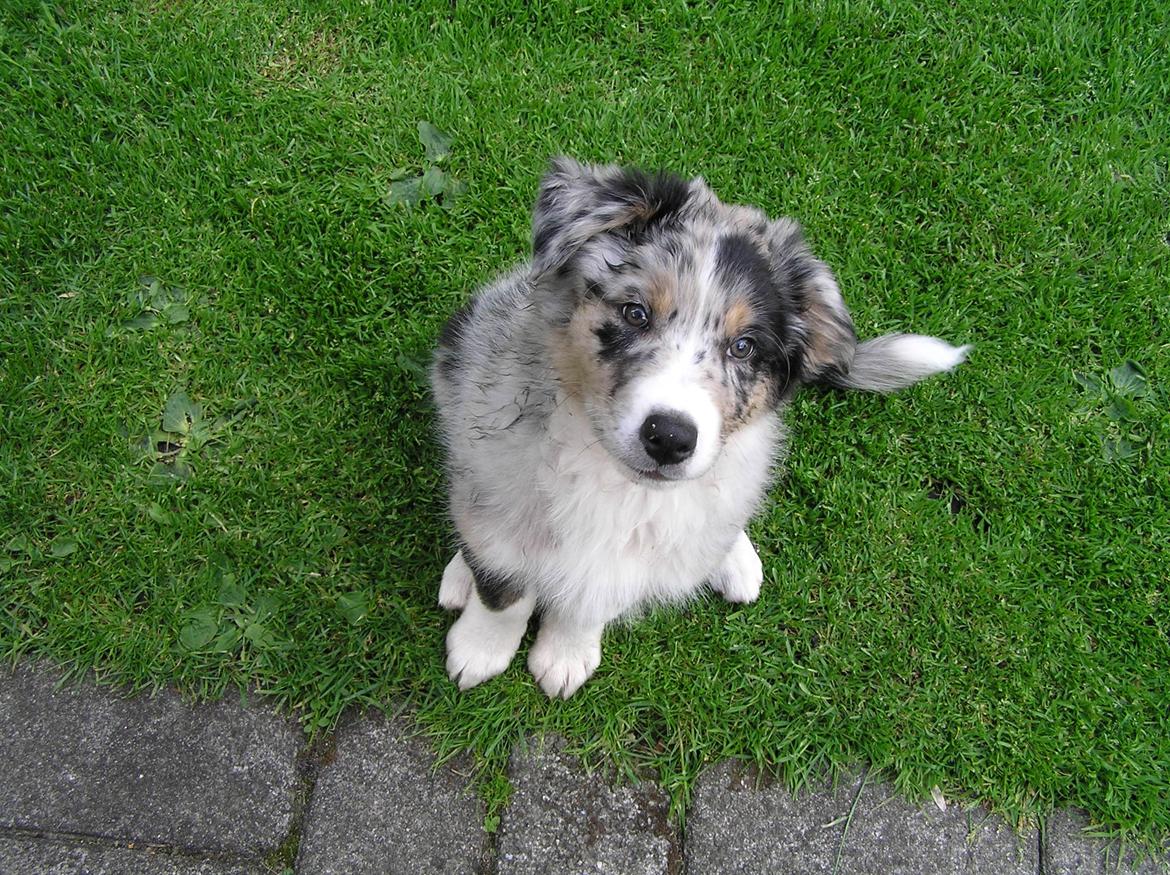 Australian shepherd Bruce billede 11