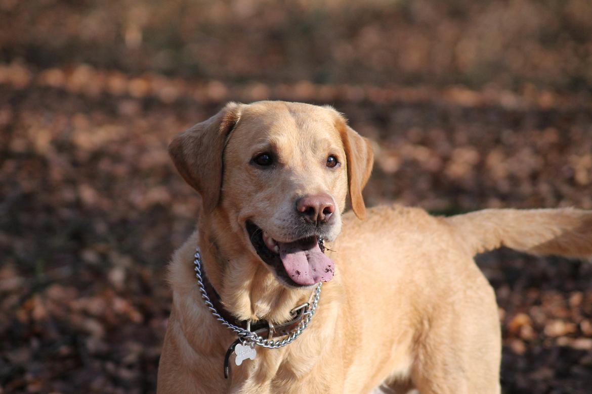 Labrador retriever Seko billede 1