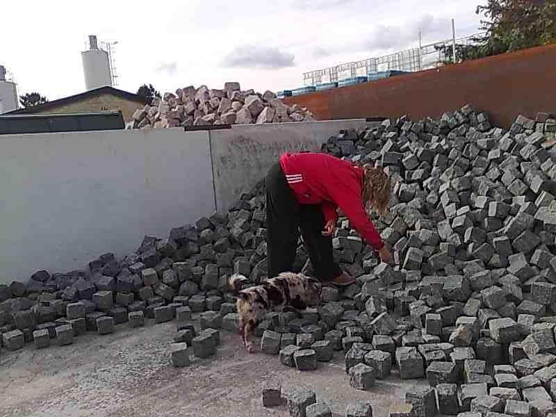 Australian shepherd Bruce billede 12