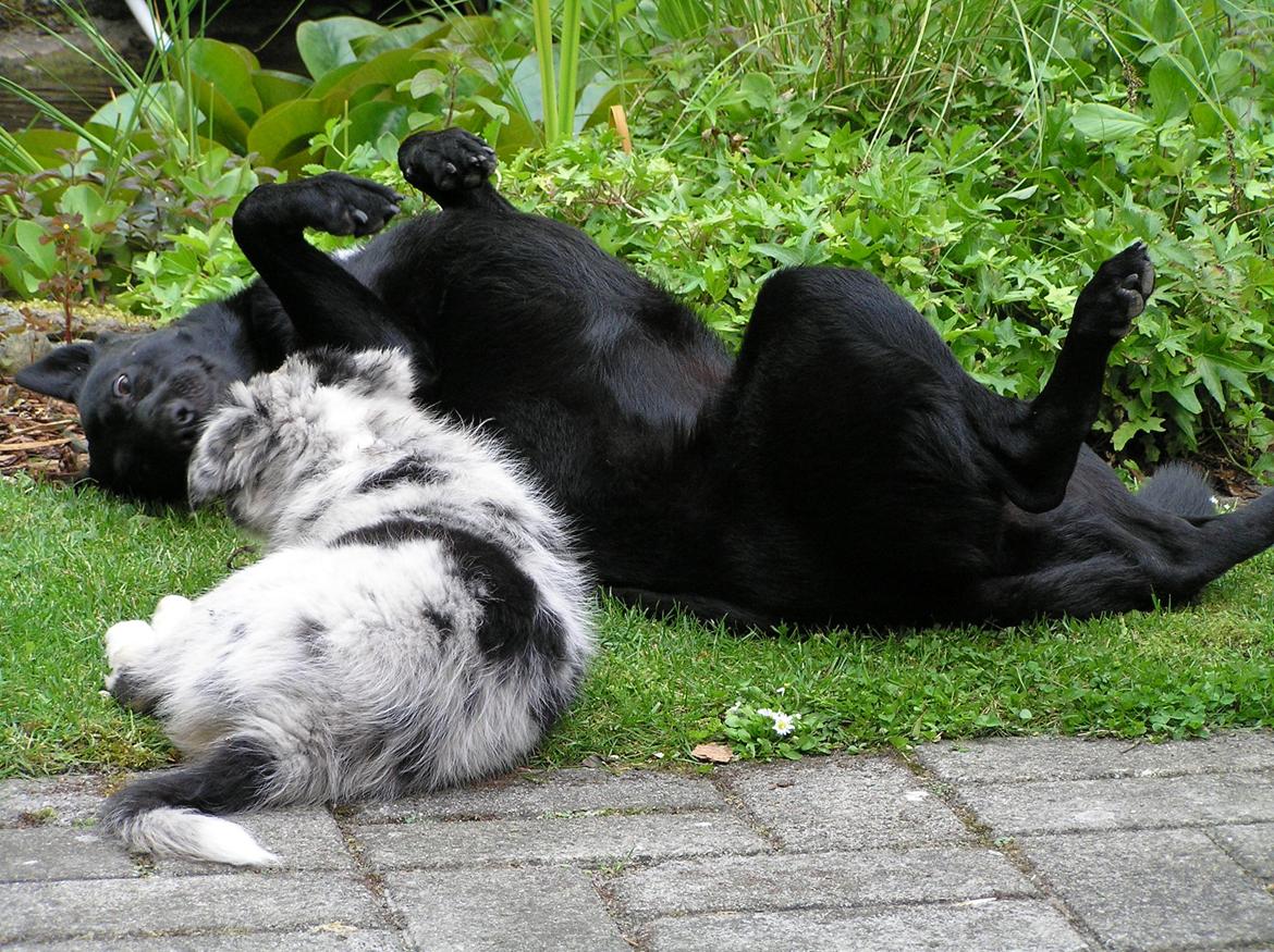 Australian shepherd Bruce billede 13