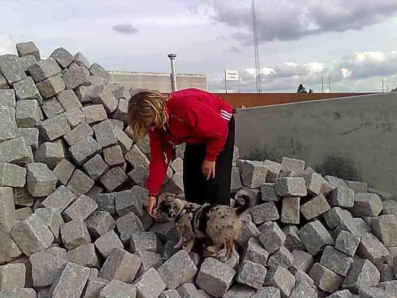 Australian shepherd Bruce billede 14