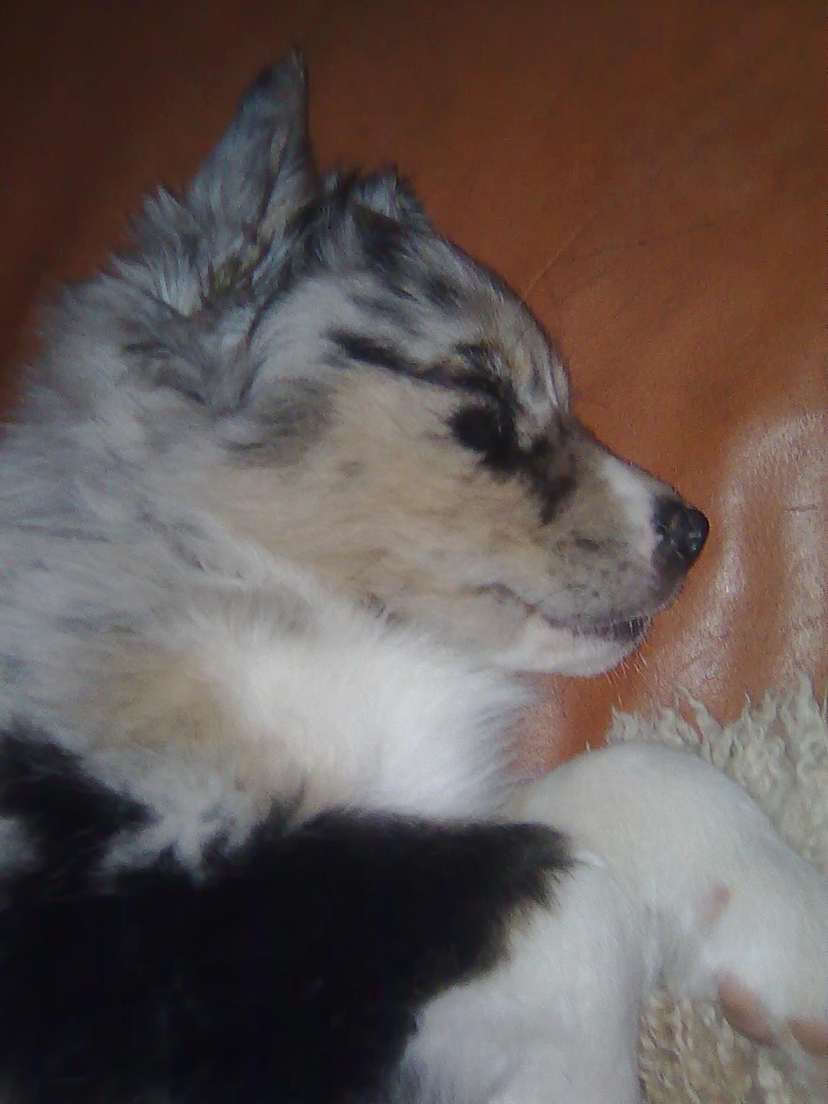 Australian shepherd Bruce billede 15