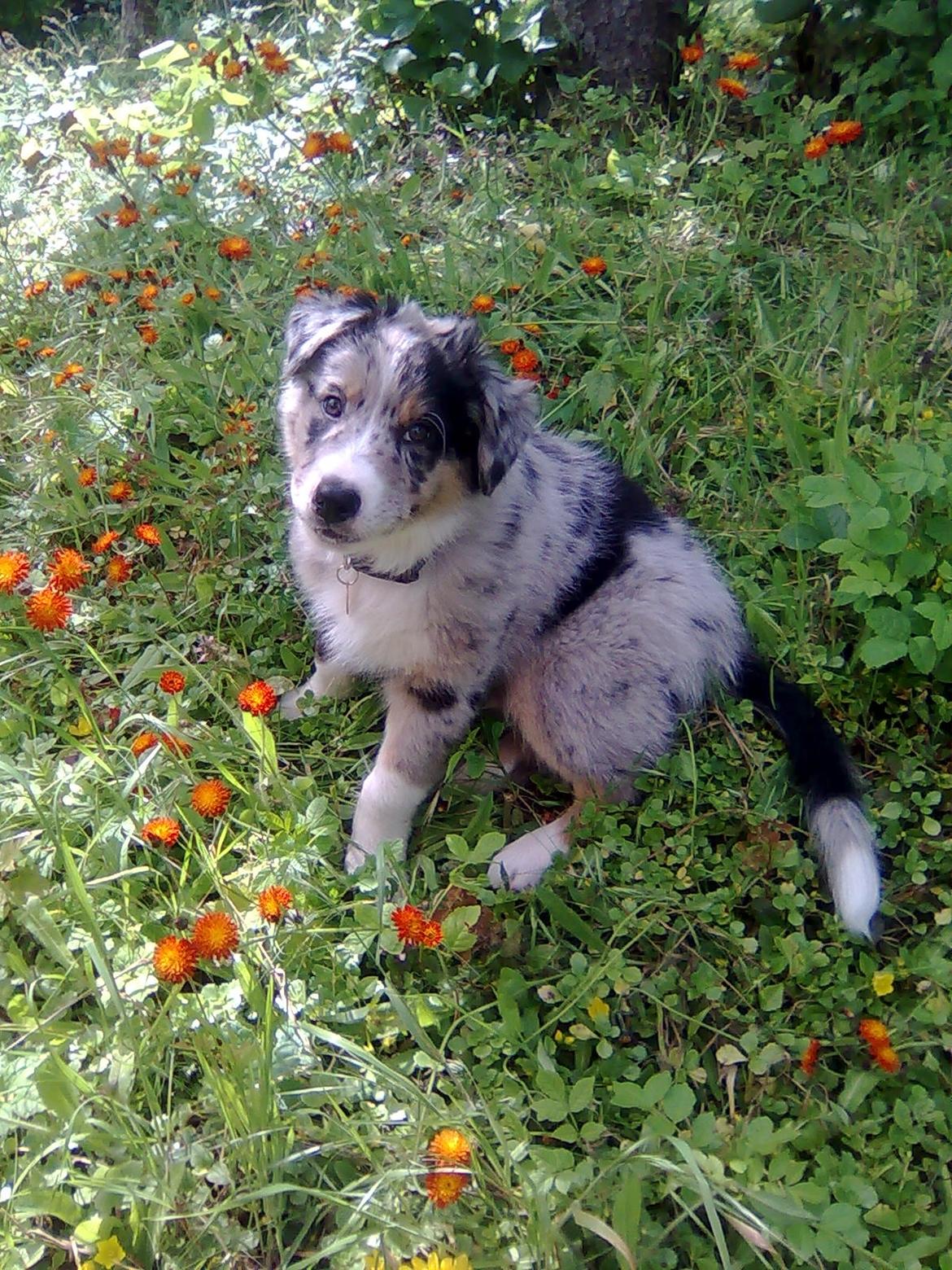Australian shepherd Bruce billede 16