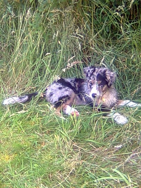 Australian shepherd Bruce billede 17
