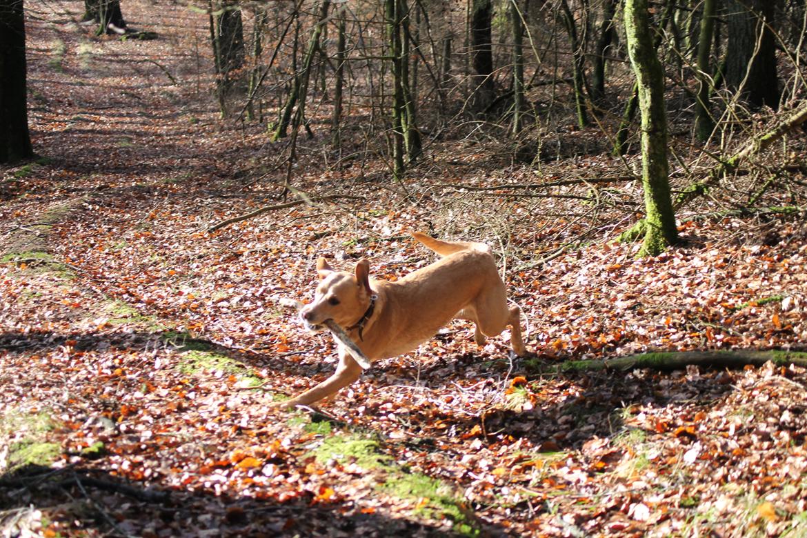 Labrador retriever Seko billede 2