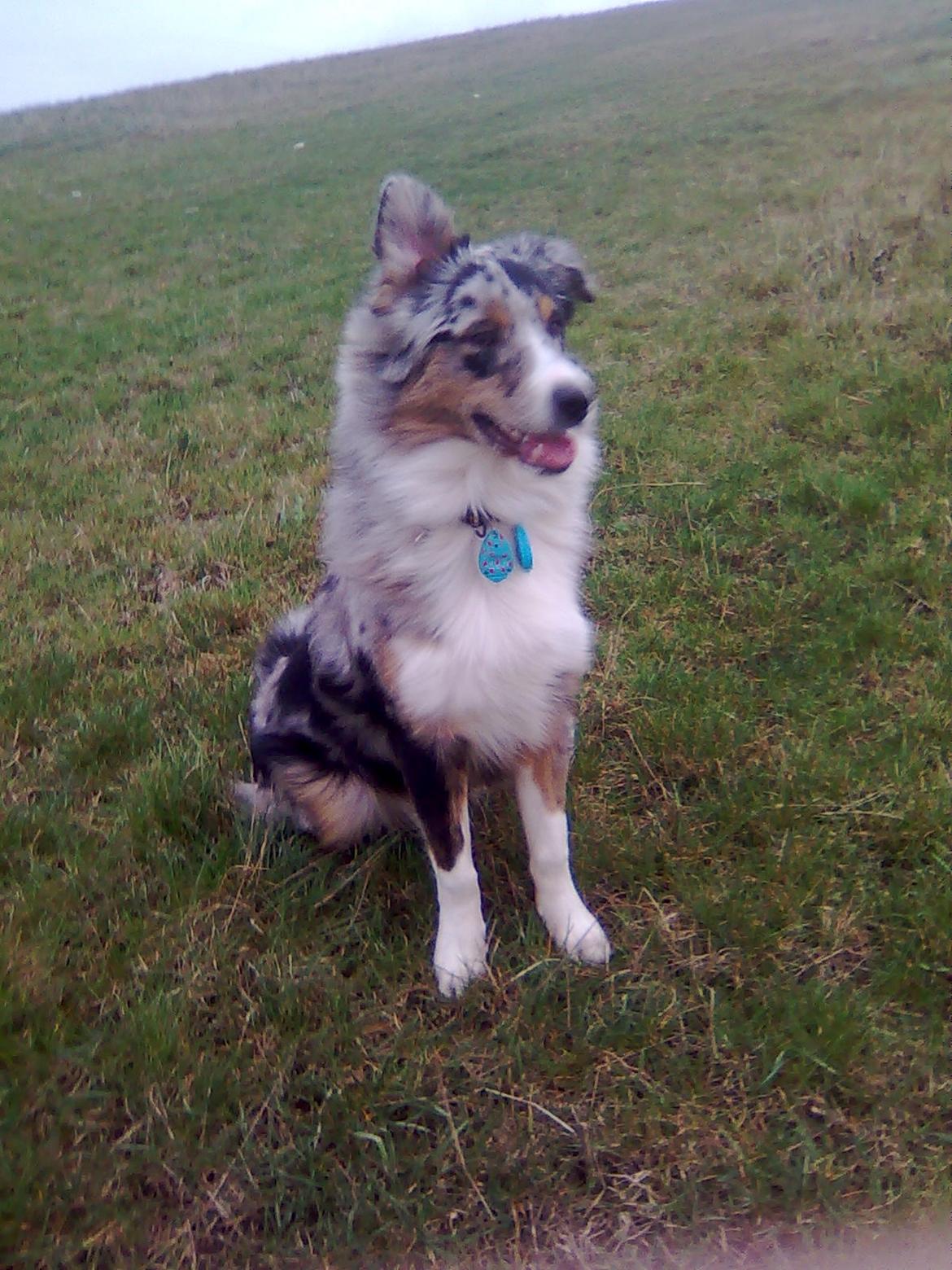 Australian shepherd Bruce billede 18