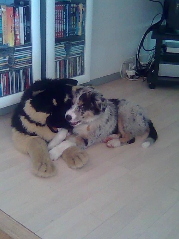 Australian shepherd Bruce billede 19