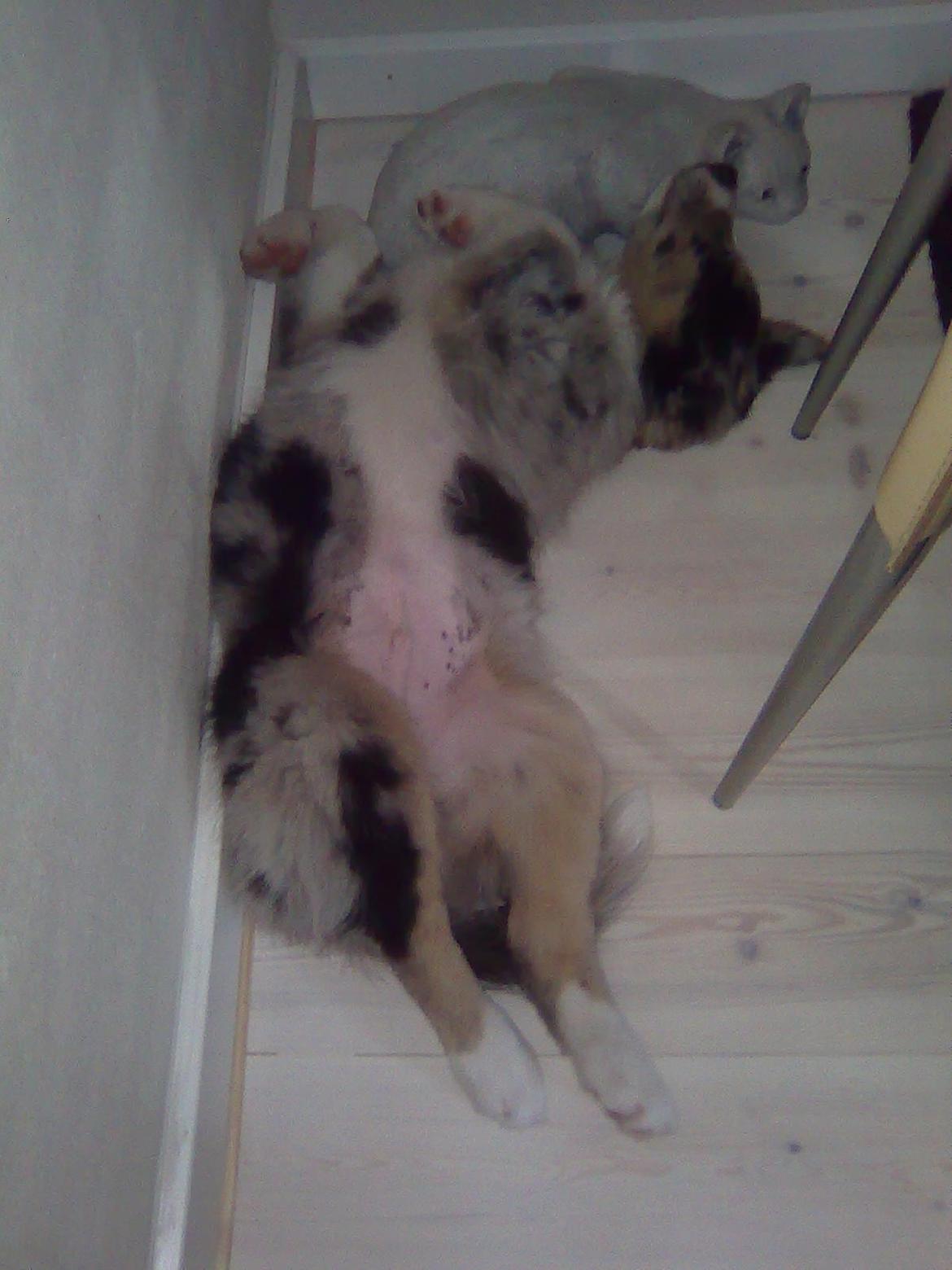 Australian shepherd Bruce billede 20