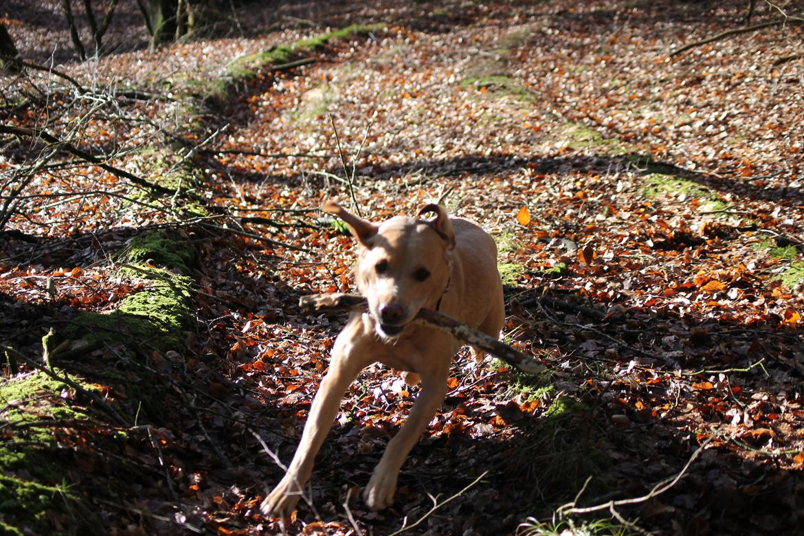 Labrador retriever Seko billede 3