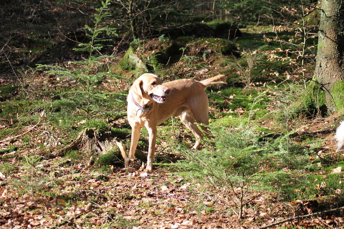 Labrador retriever Seko billede 4