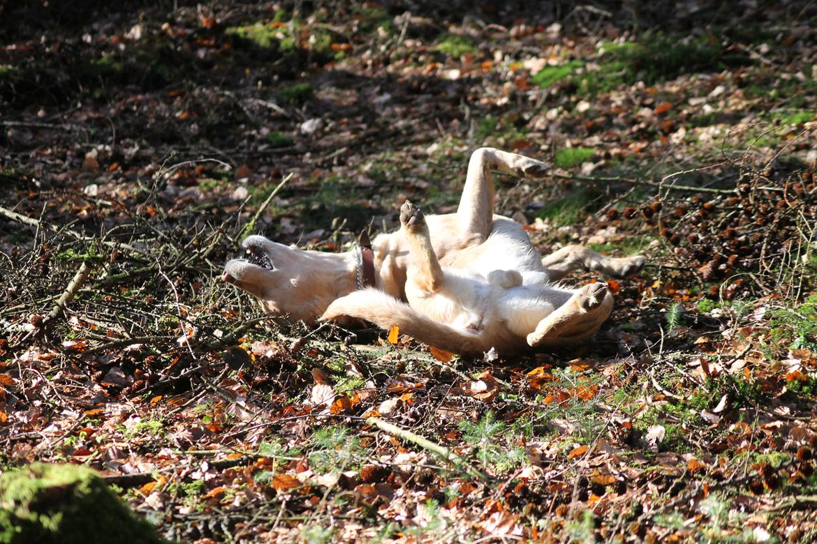 Labrador retriever Seko - En beskæftigelse Seko elsker. At rulle sig ;) billede 5