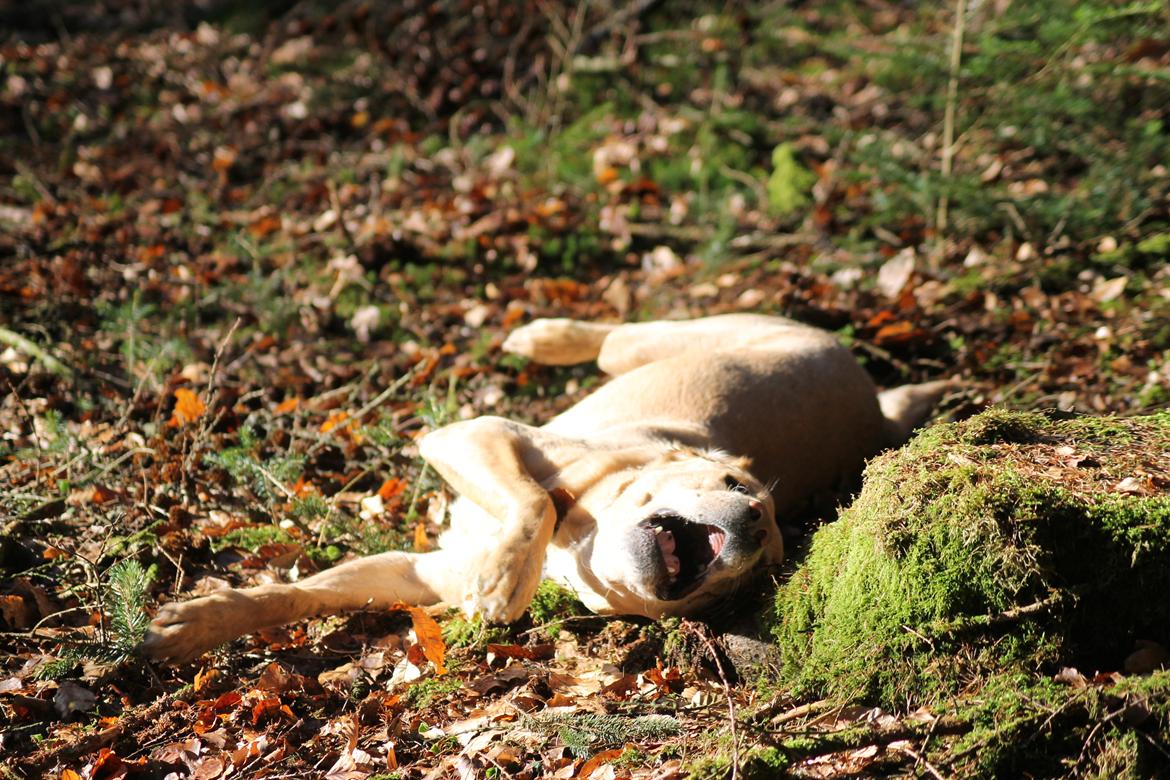 Labrador retriever Seko - En beskæftigelse Seko elsker. At rulle sig ;) billede 6