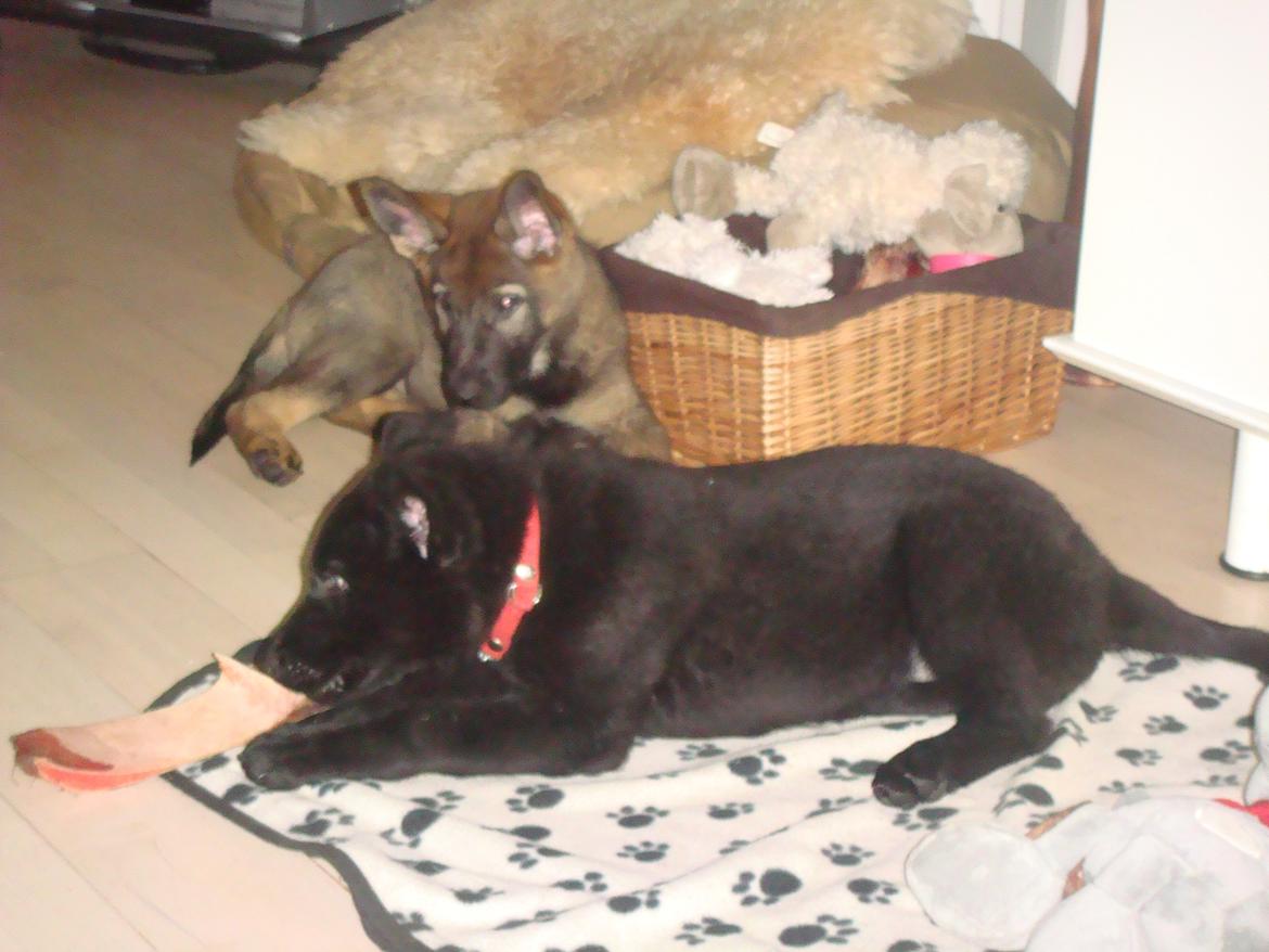 Schæferhund Klintemarkens Eva billede 16