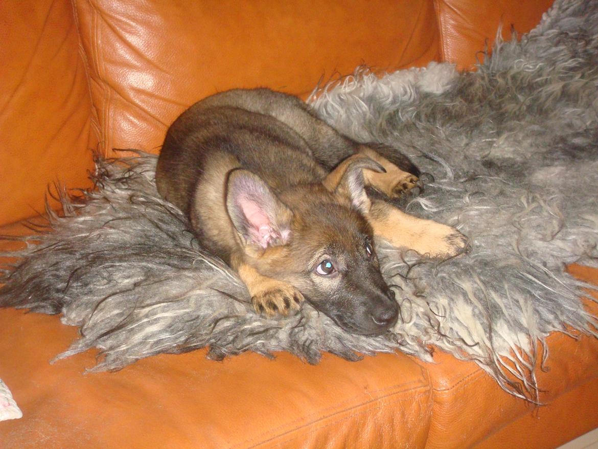 Schæferhund Klintemarkens Eva billede 17