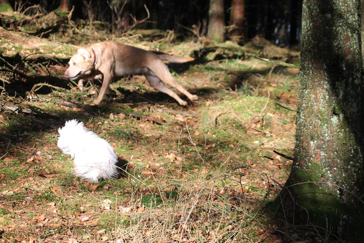 Labrador retriever Seko - Seko og Balou i fuld fart i skoven billede 7