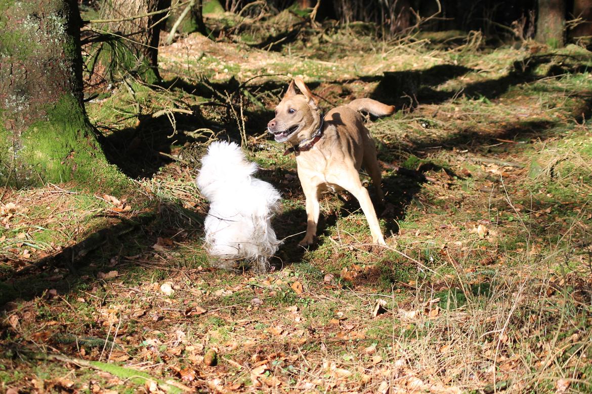 Labrador retriever Seko - Seko og Balou i fuld fart i skoven billede 8