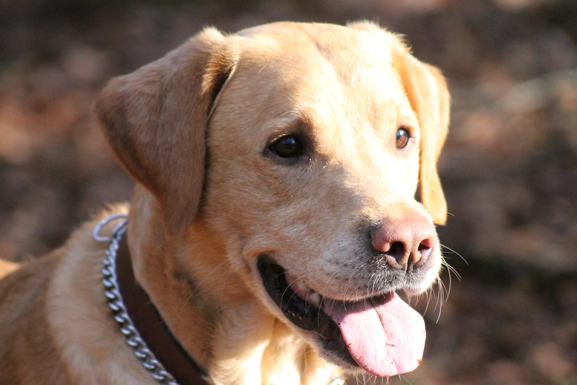 Labrador retriever Seko billede 9