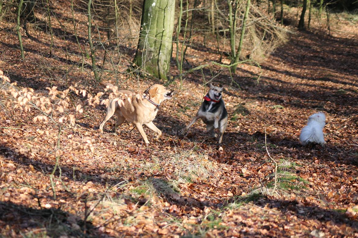 Labrador retriever Seko - Seko, Buffy og Balou billede 10