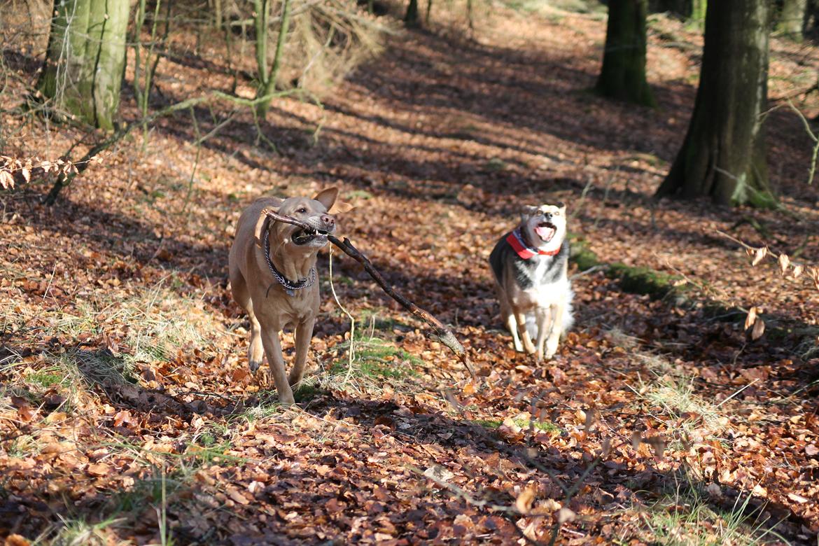 Labrador retriever Seko - Seko og Buffy billede 11