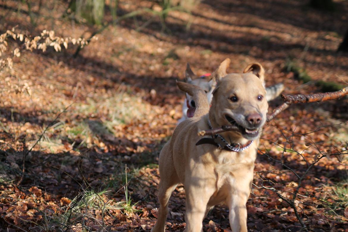 Labrador retriever Seko billede 12