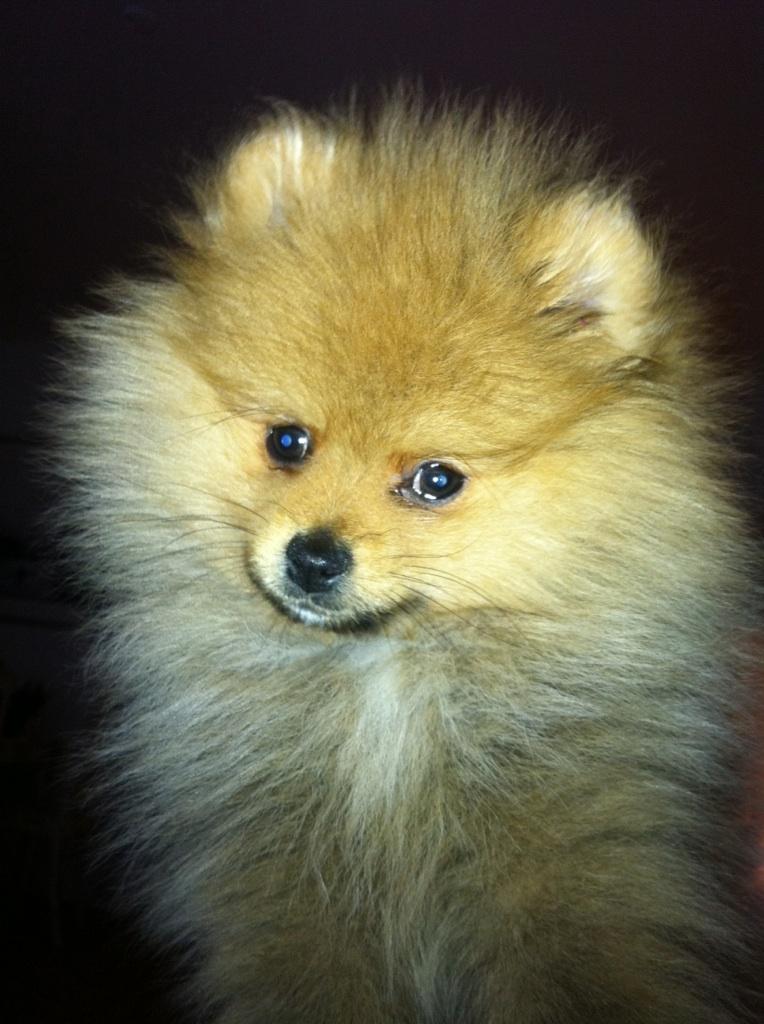 Pomeranian Charlie - Se mor, jeg ligner en løve:) billede 6