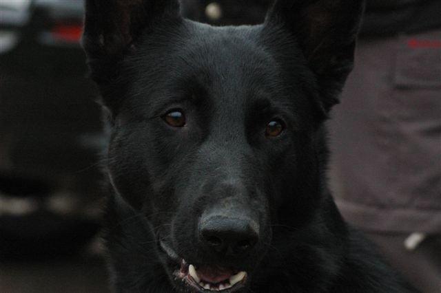 Schæferhund To-Fast Maggie billede 1