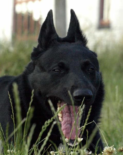 Schæferhund To-Fast Maggie billede 2