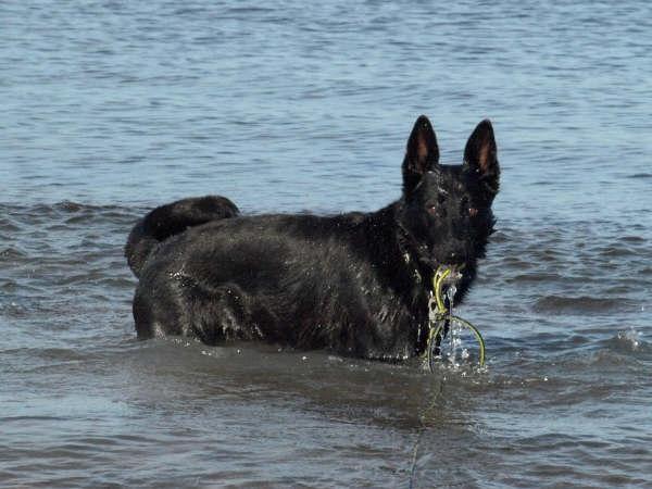 Schæferhund To-Fast Maggie billede 3