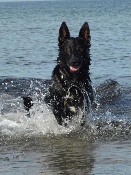 Schæferhund To-Fast Maggie billede 4
