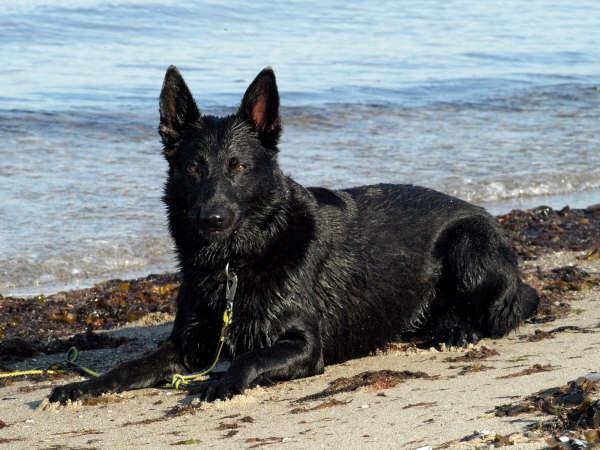Schæferhund To-Fast Maggie billede 5