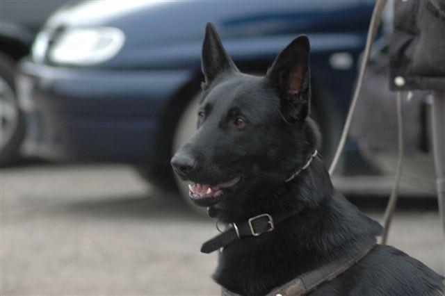 Schæferhund To-Fast Maggie billede 6