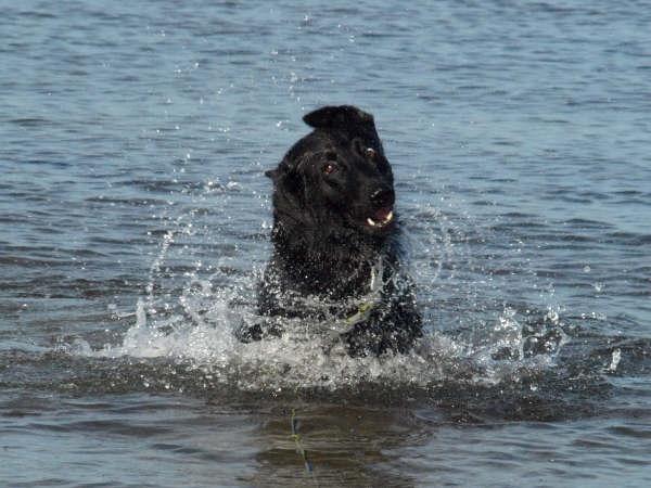 Schæferhund To-Fast Maggie billede 7