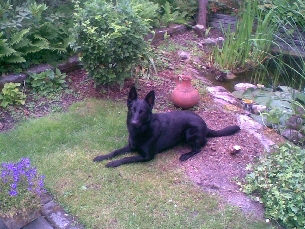 Schæferhund To-Fast Maggie billede 8
