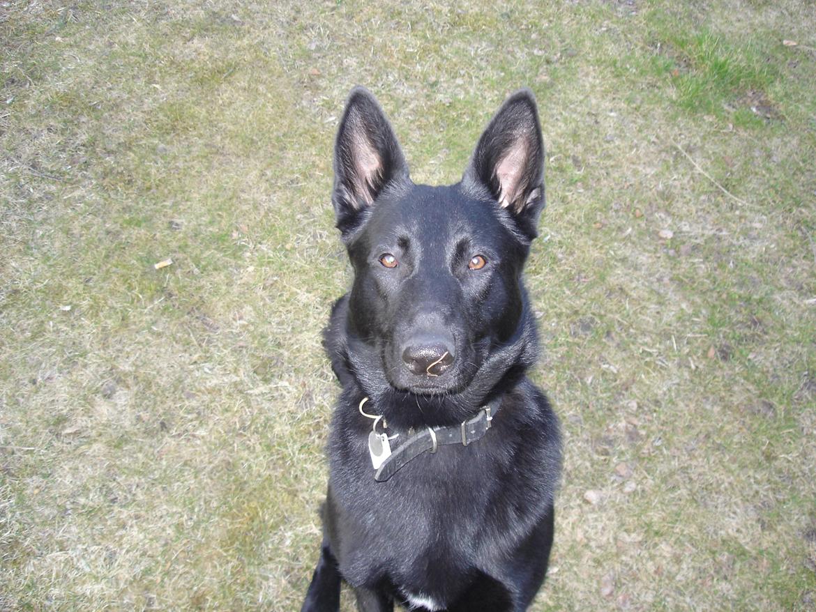 Schæferhund To-Fast Maggie billede 9