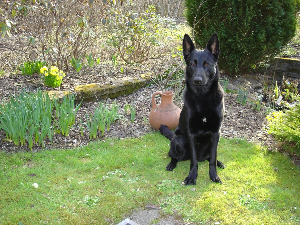 Schæferhund To-Fast Maggie billede 10