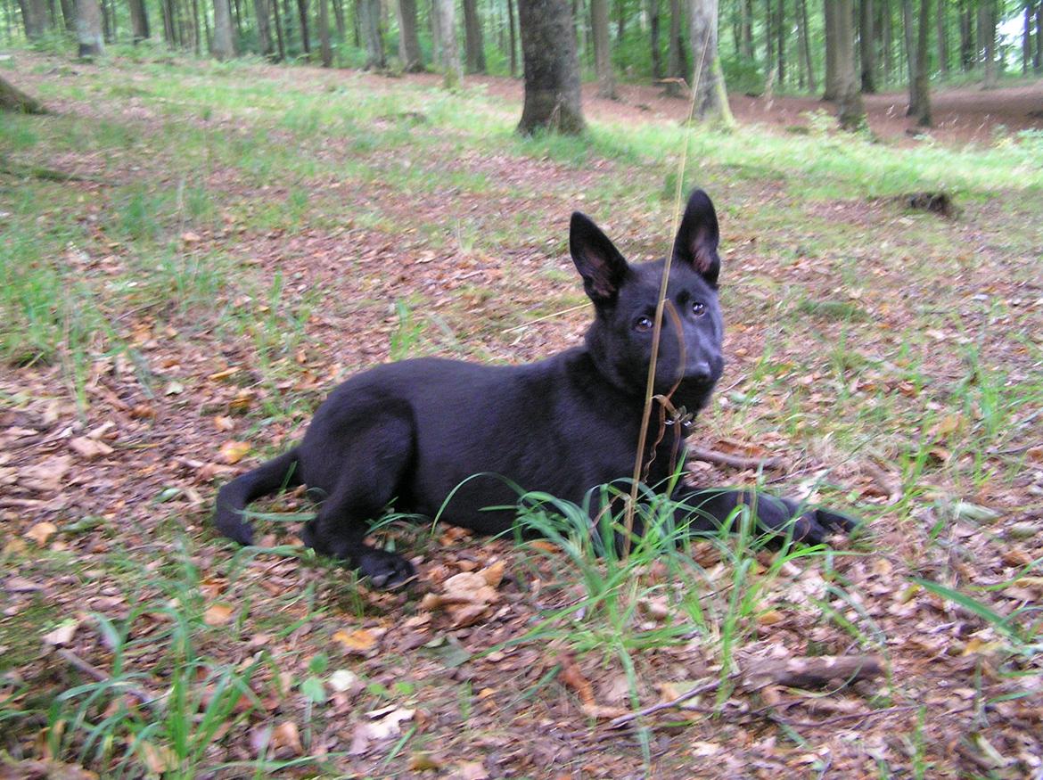 Schæferhund To-Fast Maggie billede 11