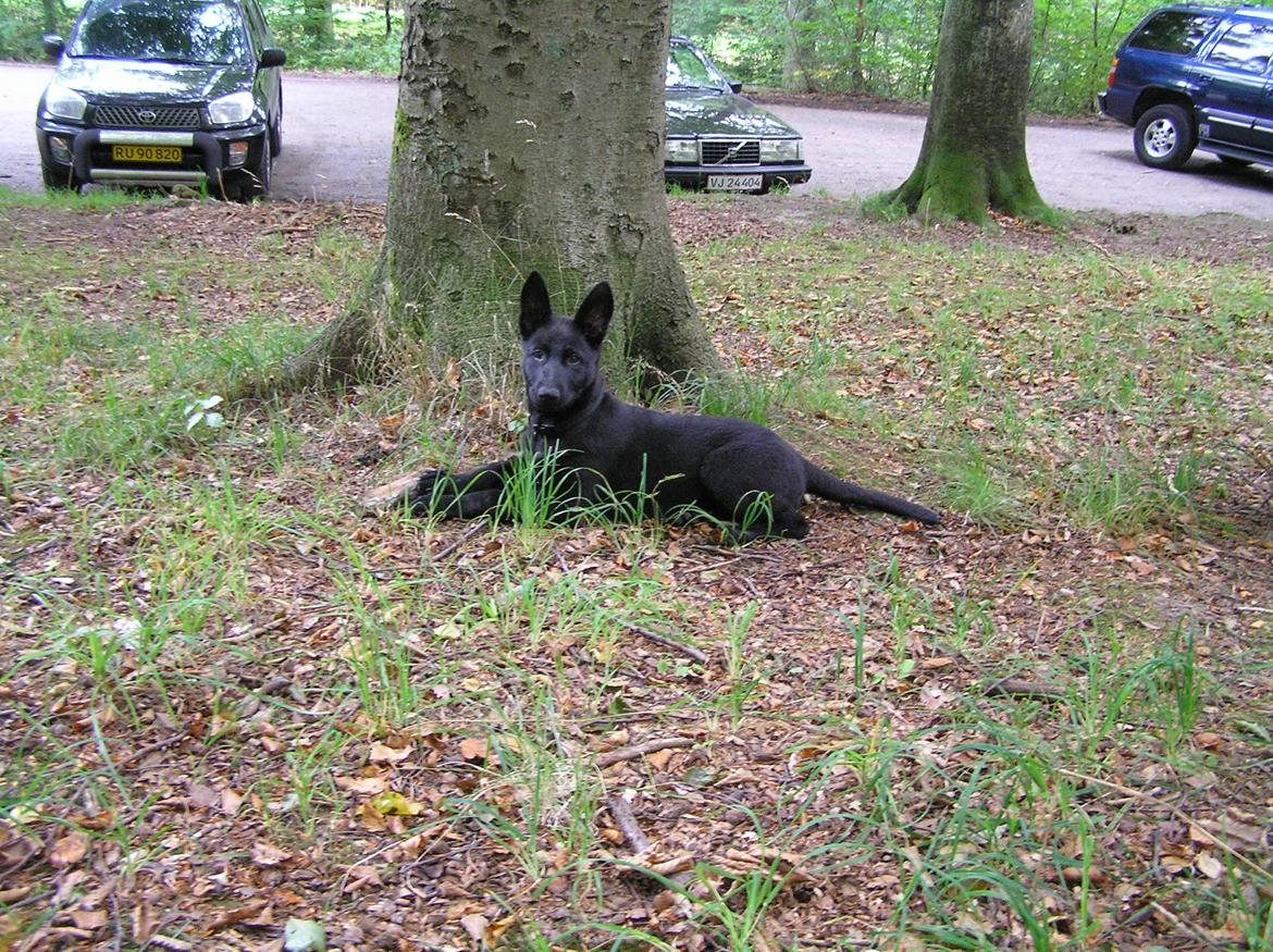 Schæferhund To-Fast Maggie billede 12