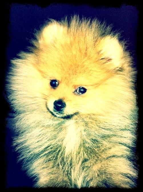 Pomeranian Charlie billede 7