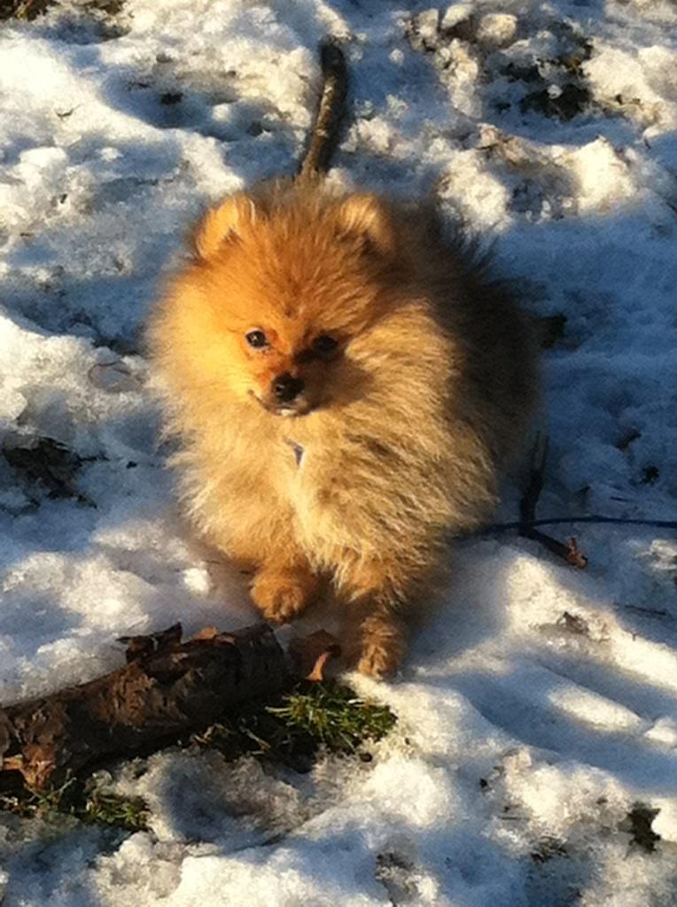 Pomeranian Charlie billede 9