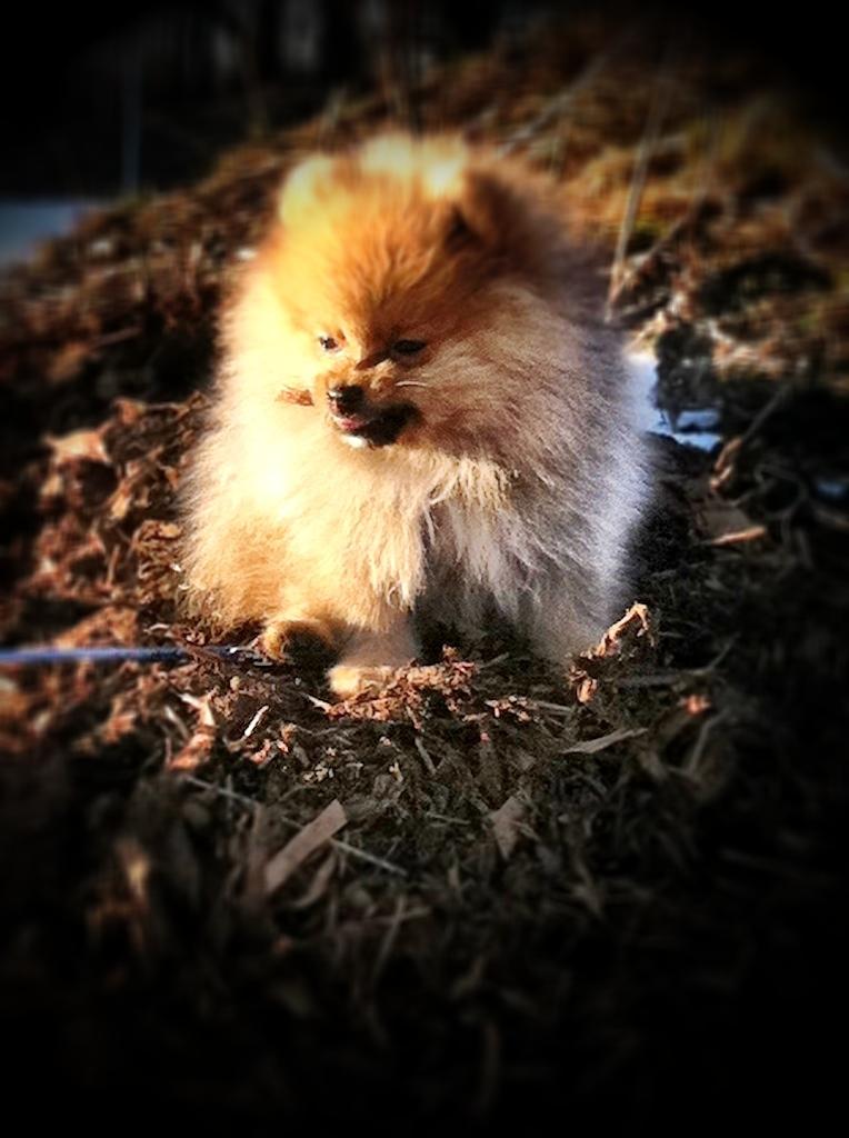 Pomeranian Charlie billede 10