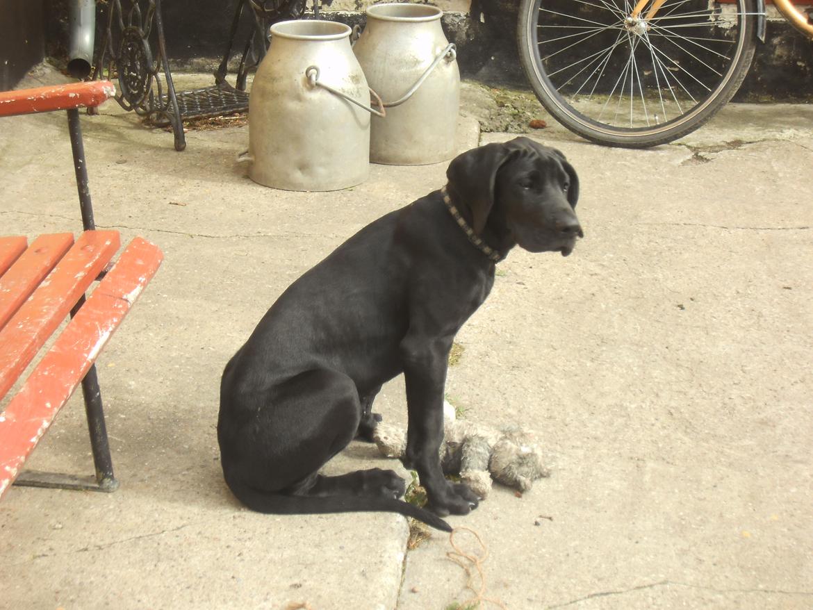 Grand danois Bonnie billede 14