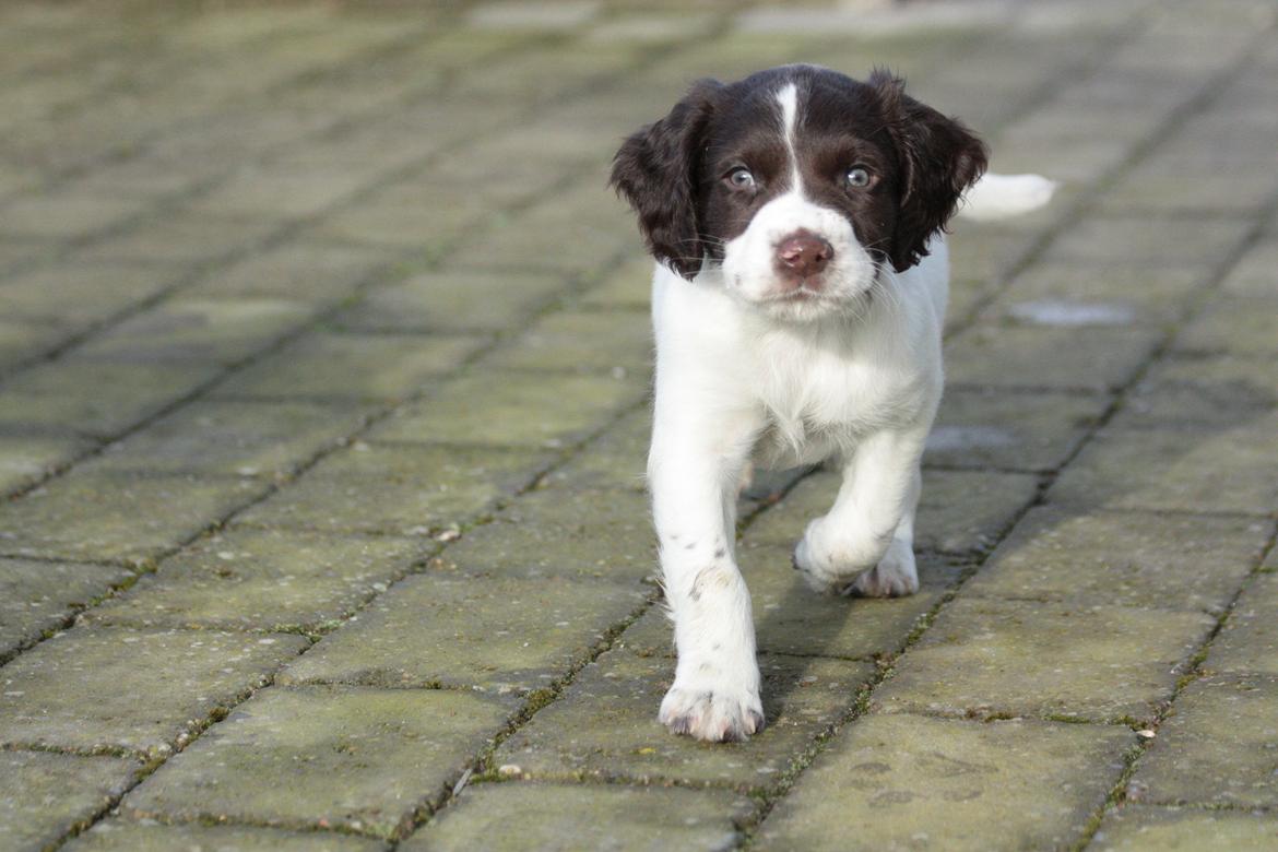 Field Trial spaniel Zeus billede 1