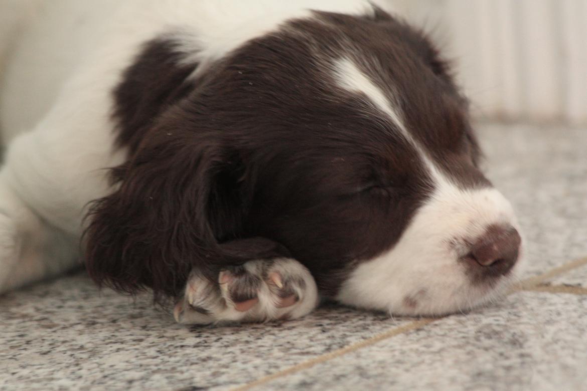 Field Trial spaniel Zeus billede 2