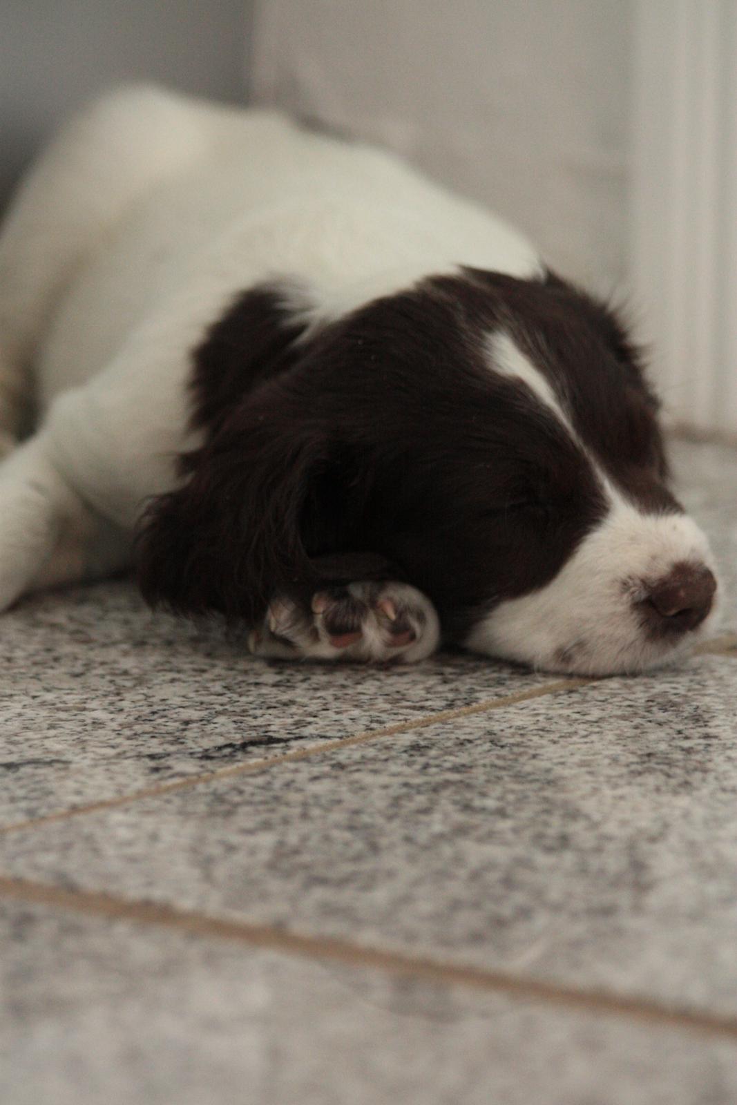 Field Trial spaniel Zeus billede 3