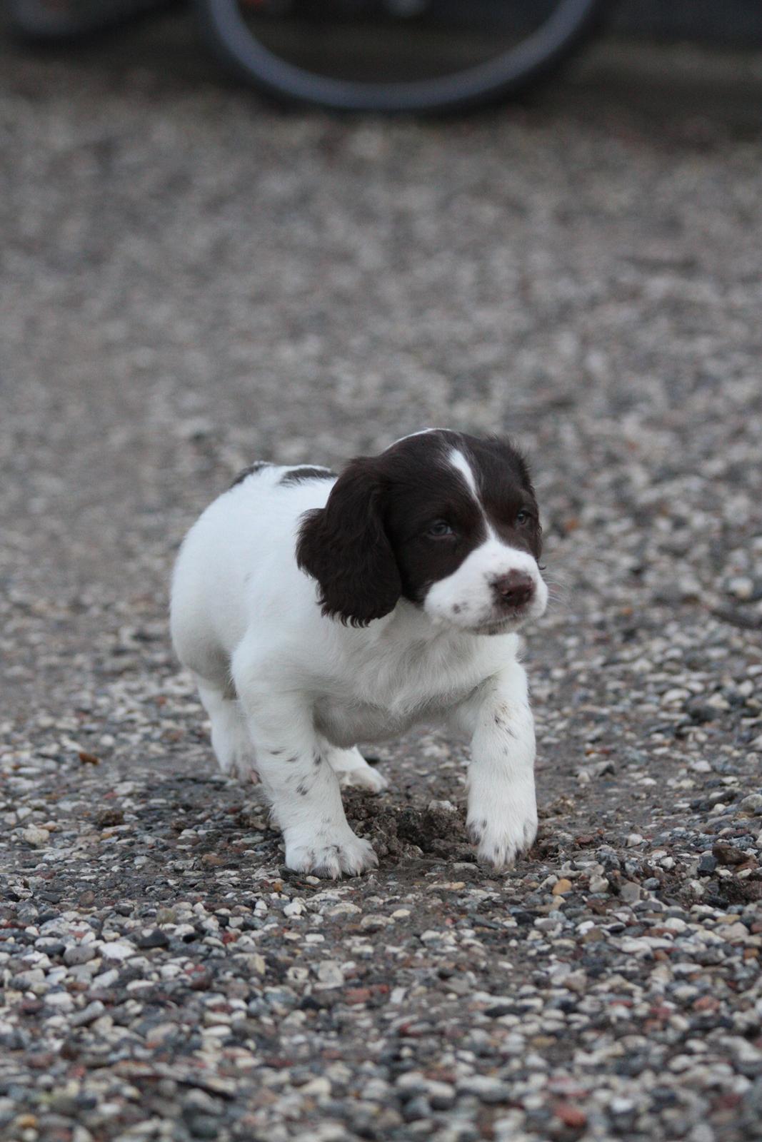 Field Trial spaniel Zeus billede 4