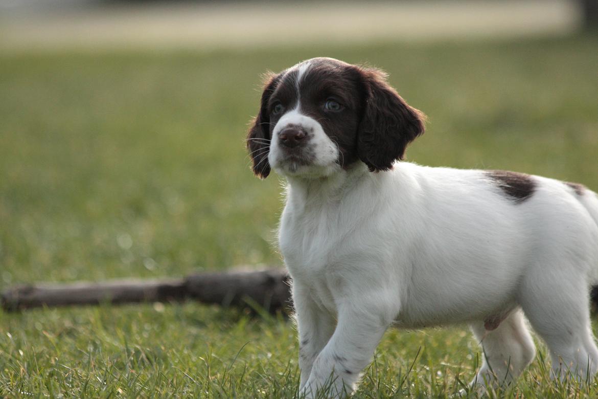 Field Trial spaniel Zeus billede 5