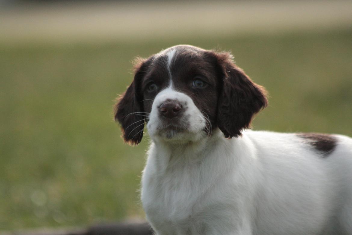 Field Trial spaniel Zeus billede 6